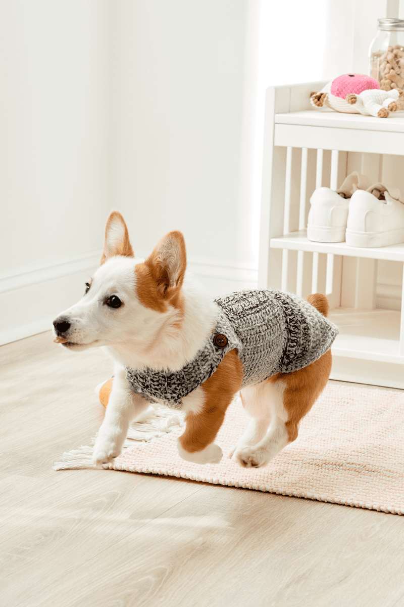 dogsweater1