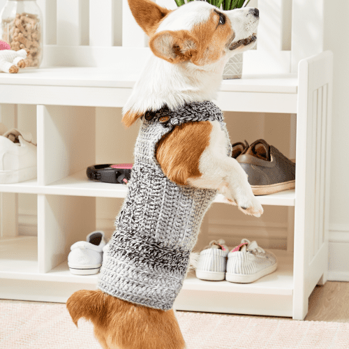 dogsweater2